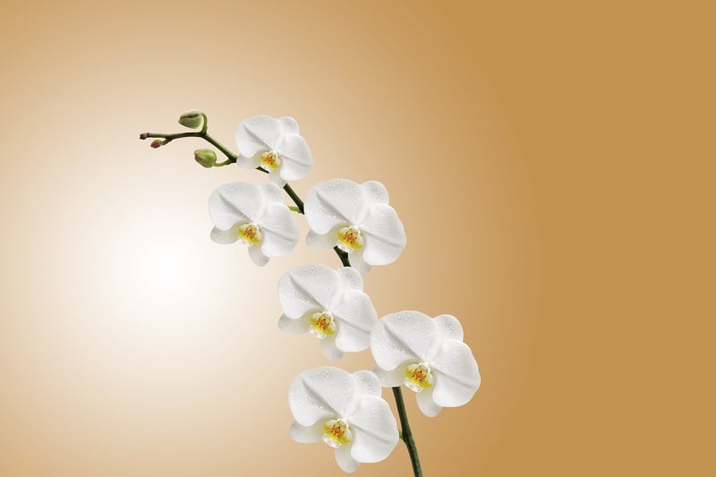 Exotic blooms