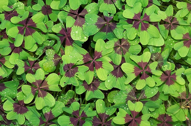 Four-Leaf Clover