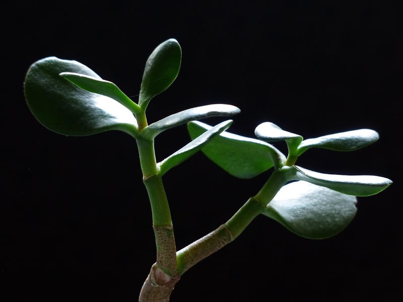 Jade Plant