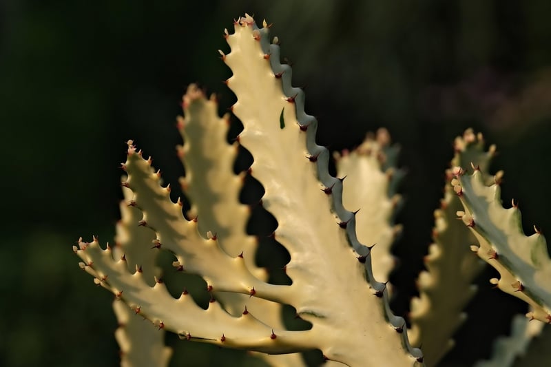 Orchid Cactus
